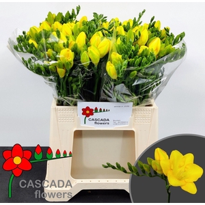 Freesia enk Valerie