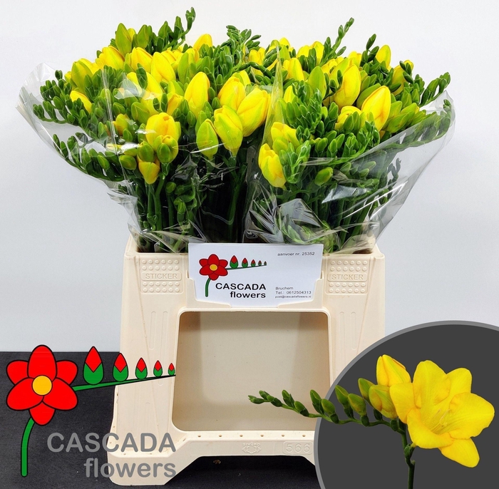 <h4>Freesia enk Valerie</h4>