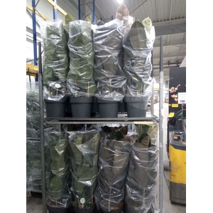 Ficus elastica   ...