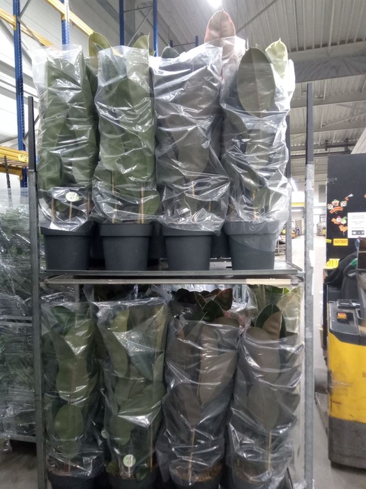 <h4>Ficus elastica   ...</h4>