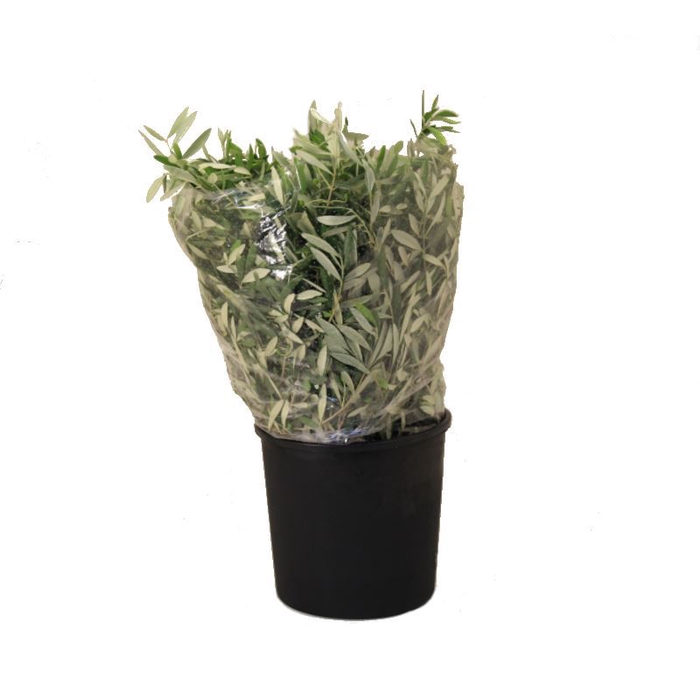 <h4>OLEA EUROPAEA   .../BOS OLIJF</h4>