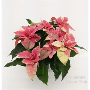 Euphorbia pulch. 'Superba Pink Poker'