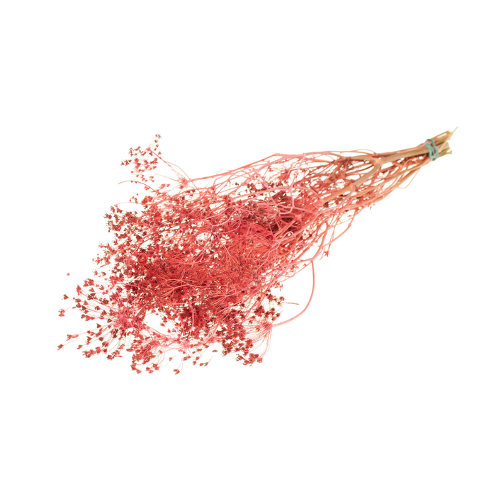 <h4>Bupleurum Open 55cm Pink</h4>