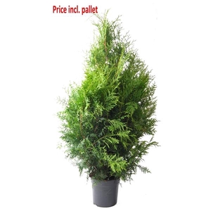 Thuja occ. Brabant, plantmaat 100+ cm - Rondgestoken - PALLET