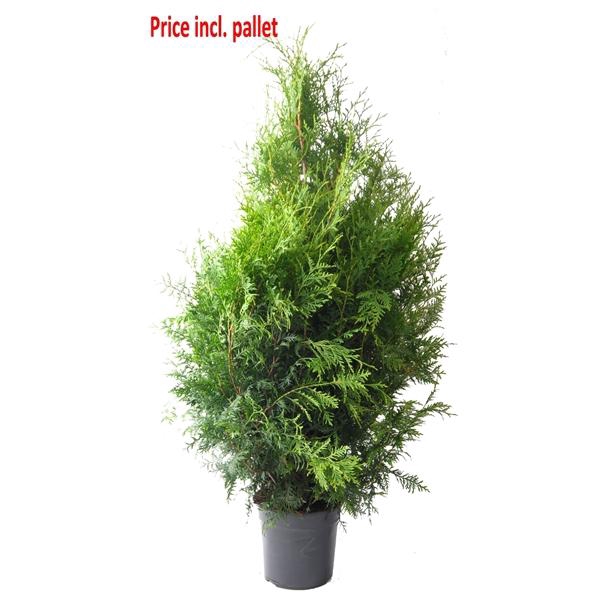 <h4>Thuja occ. Brabant, plantmaat 100+ cm - Rondgestoken - PALLET</h4>