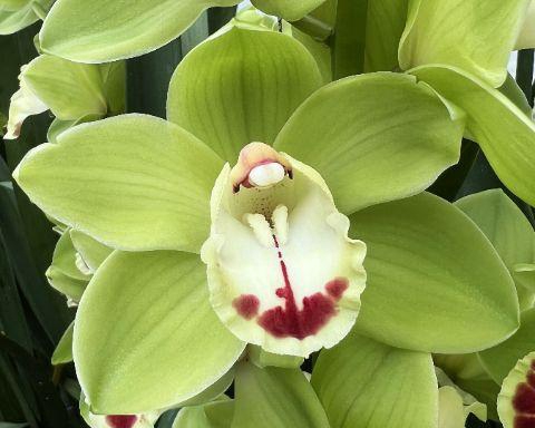 <h4>PALERMO 80cm x 8</h4>