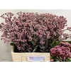 Sedum Matrona (bloei