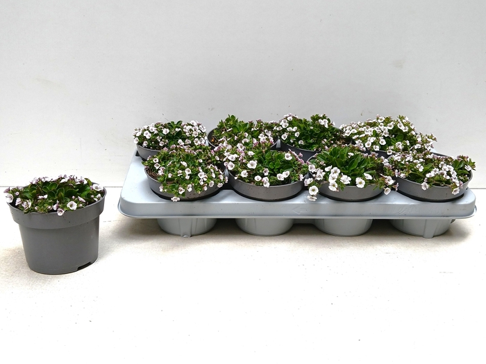 arr8 Gyps Cerastioides