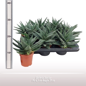 Gasteria Seastar