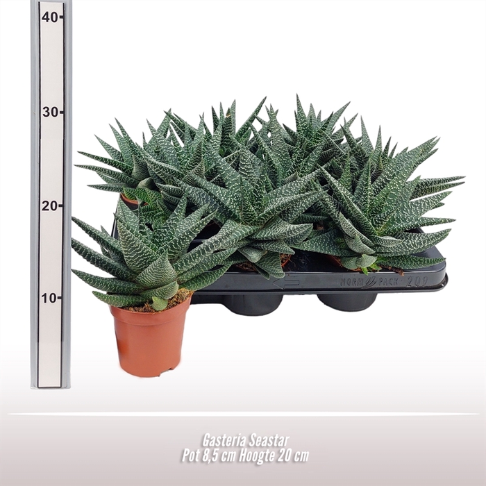 <h4>Gasteria Seastar</h4>