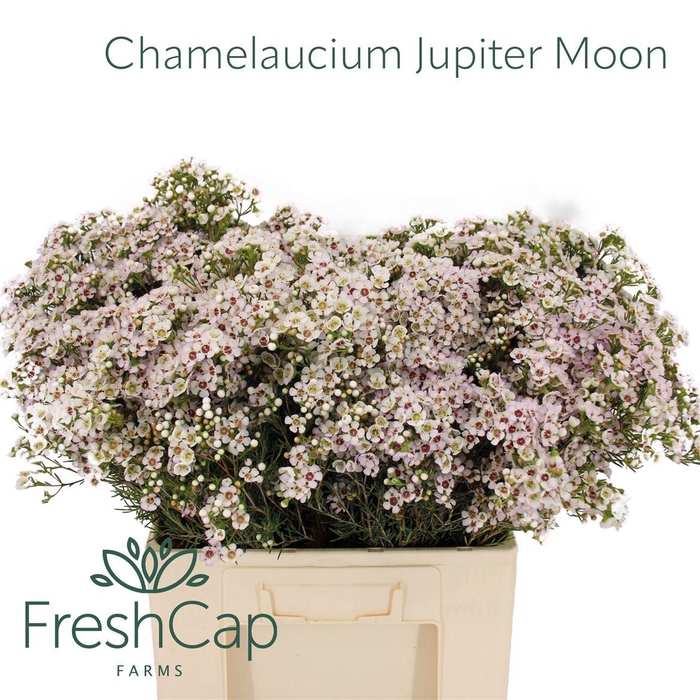 <h4>Chamelaucium Jupiter Moon</h4>