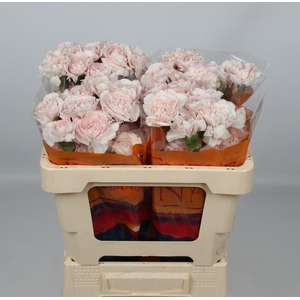 DI ST BRIDAL DAMASCUS