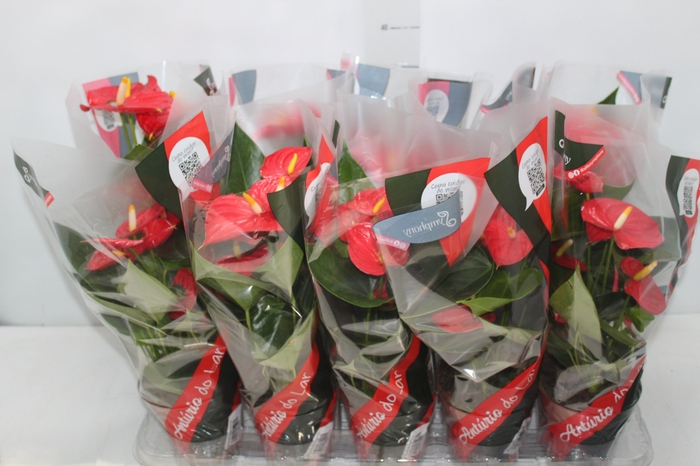 <h4>ANTHURIUM ESUDO P12</h4>