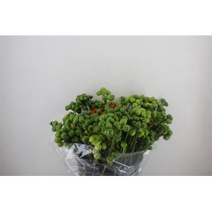 Pepers Rond Green Pbs