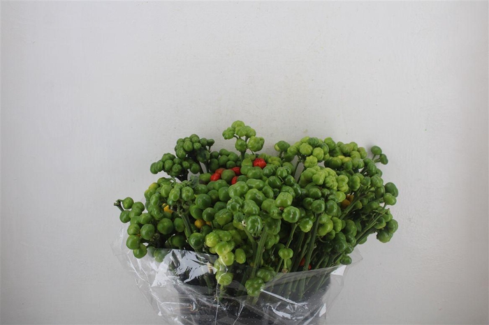 <h4>Pepers Rond Green Pbs</h4>