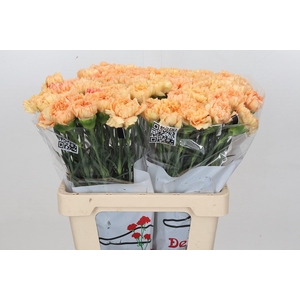 Dianthus St Reina Oro