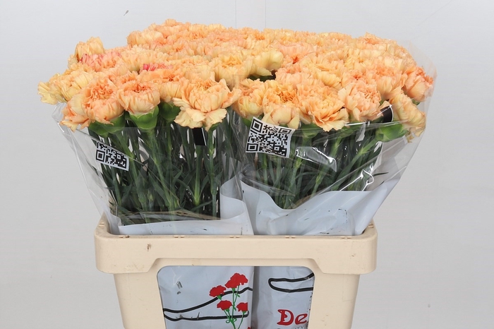 Dianthus St Reina Oro