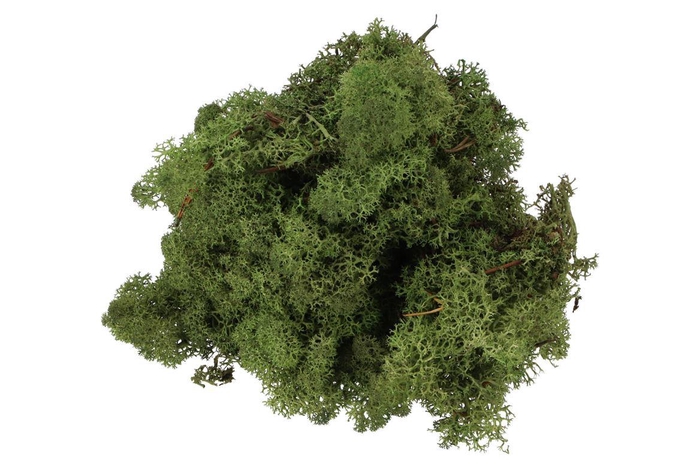 <h4>Mos Iceland Mosgroen 500 Gram</h4>