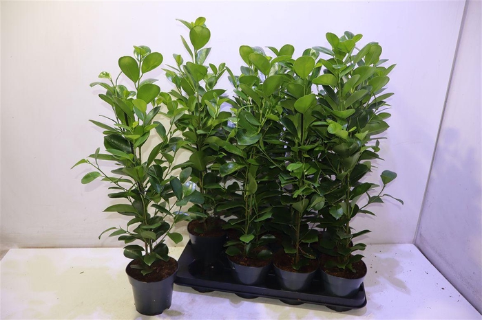 <h4>arr8 Fic Mi Moclame</h4>