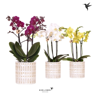 Kolibri Orchids Phalaenopsis mix 3 spike in Mozaiek pot