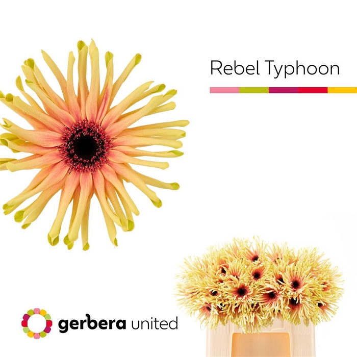 <h4>Ge Kv Rebel Typhoon</h4>