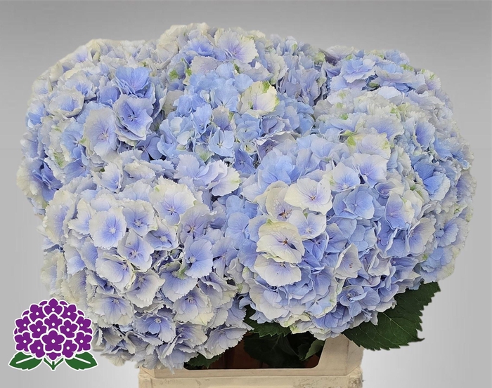 <h4>HYDR M CH VERENA BL</h4>
