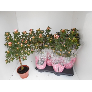 RHODO SI SACHSENSTER