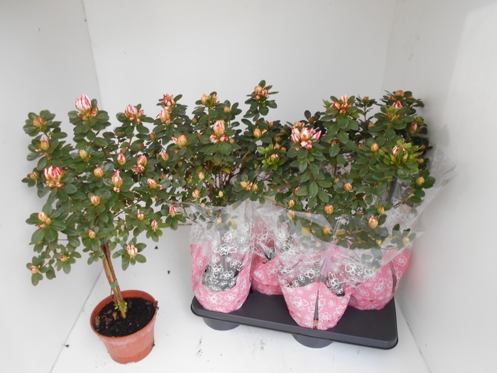 <h4>RHODO SI SACHSENSTER</h4>