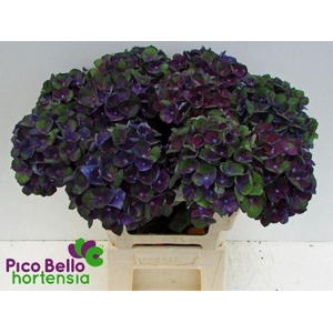 HORT MAGICAL CHARLOTTE BLUE