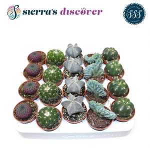 Discover® - Bilbao Cactus Mix (Exclusive)