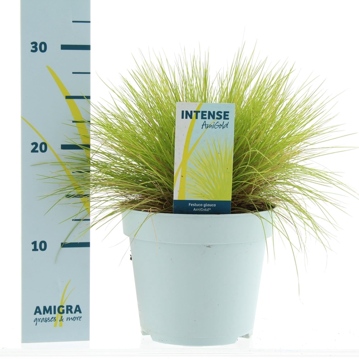 <h4>Festuca glauca AmiGold® P17</h4>