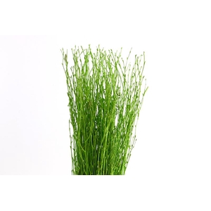 Berk Klb Green