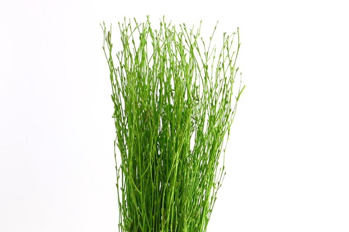 <h4>Berk Klb Green</h4>