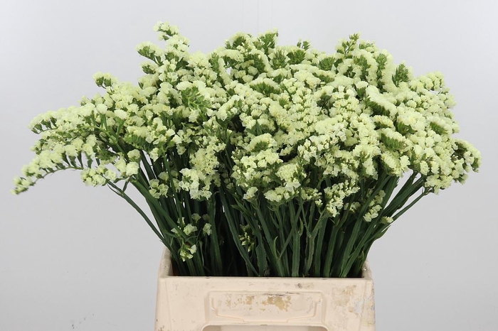 <h4>Lim S Yello Sun Bird</h4>