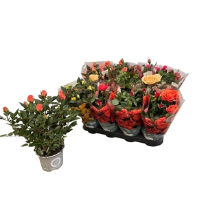 RO KORDANA GEM 5 SRT