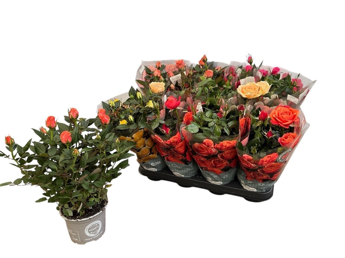 <h4>RO KORDANA GEM 5 SRT</h4>