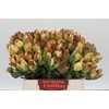Leucadendron Pom-Pom Red