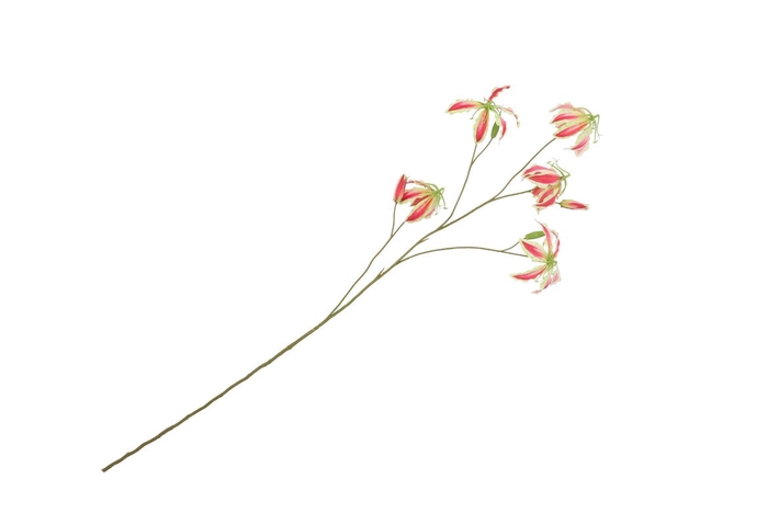 <h4>Silk Gloriosa Beauty 105cm</h4>