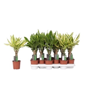 Dracaena mix Golden Coast and Yellow Coast, 11 cm pot