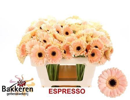 <h4>Ge Mi Espresso</h4>