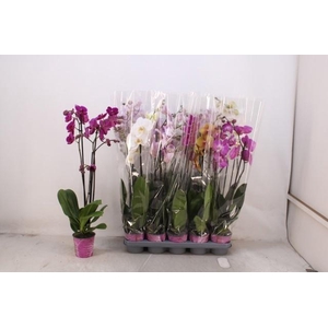 PHAL GEM 5 KL