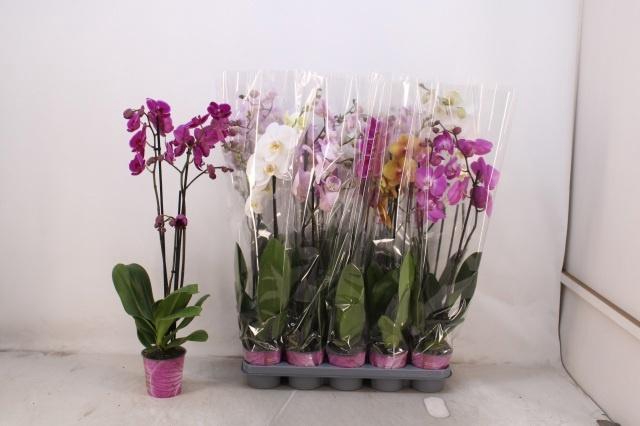 <h4>PHAL GEM 5 KL</h4>