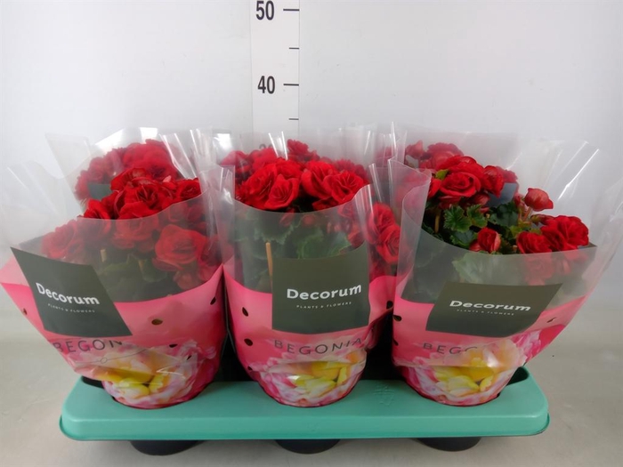 <h4>Begonia elat. DU 'Baladin'</h4>