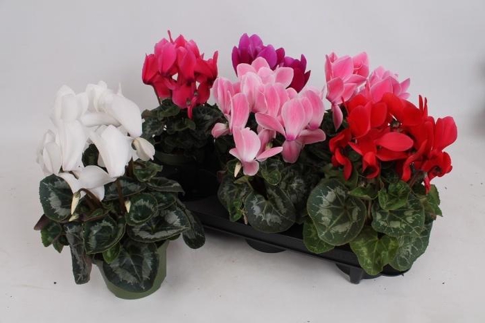 <h4>CYCL GR SUP VINTRO</h4>