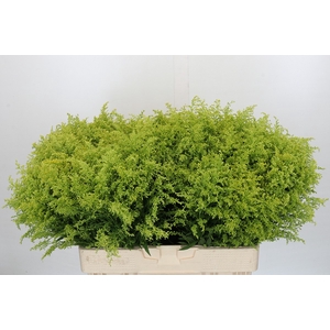 Solidago Tara Gold