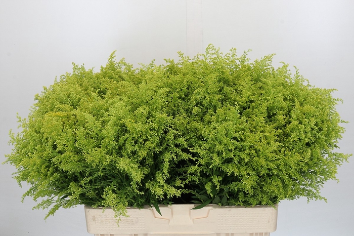 <h4>Solidago Tara Gold</h4>