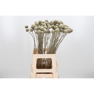 Craspedia Kl Bh Platina Xl