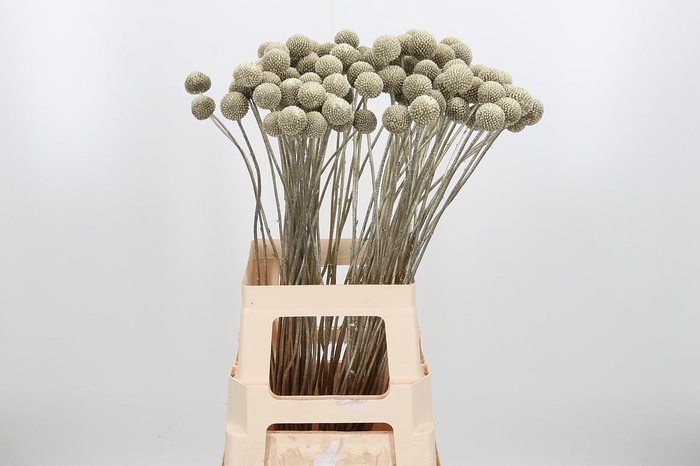 <h4>Craspedia Kl Bh Platina Xl</h4>