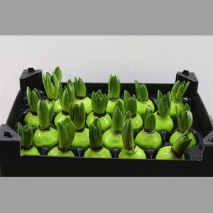 Wax Hyacinth Groen Mint
