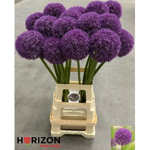 ALLIUM GROOTBLOEMIG